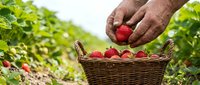 Senior farmer hands placing fresh ripe strawberry into wicker basket during harvest in organic farm field with green plants in background.