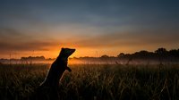 Dog silhouette sitting in grassy field during golden hour sunrise with misty landscape and dramatic sky creating peaceful morning atmosphere.