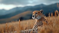 Majestic cheetah sitting in tall golden grass against dramatic mountain landscape at sunset, side profile view showing distinctive spotted coat pattern and alert posture.