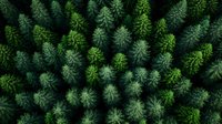 Aerial top down view of dense pine forest canopy showing lush evergreen trees in wilderness area, creating natural pattern. Suitable for environmental themes.