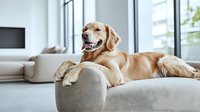 Happy Golden Retriever dog relaxing on beige couch in modern bright living room interior, showing friendly expression and contentment while lounging at home.