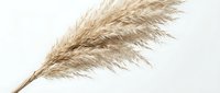 Dried pampas grass plume isolated on white background, ready for design projects, home decor, and botanical arrangements.
