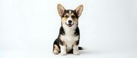 Adorable tricolor Corgi puppy sitting on white background, isolated cute dog with perked ears and happy expression for pet designs.