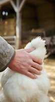 Close-up of adult hand gently petting white fluffy dog fur, showing affection and care bond between owner and pet in warm indoor setting.