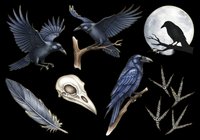 Dark raven clipart set with flying crows, bird skull, feather, moon silhouette, and tracks, isolated on transparent background, ready for t-shirt design and stickers.