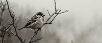 Small sparrow perched on bare winter branch against soft blurred background. Natural wildlife photography capturing peaceful moment in cold season.