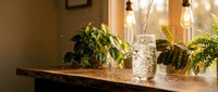 Cozy home interior with wooden table, decorative glass vase, green plants and warm pendant lighting creating inviting atmosphere for lifestyle content.