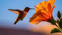 Hummingbird feeding on vibrant orange hibiscus flower against blue sky at sunset, wildlife nature photography for garden and bird watching content.