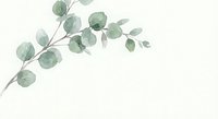 Watercolor eucalyptus branch with soft green leaves on white background, botanical illustration for wedding invitations and natural decor projects.