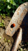 Red ladybug with black spots crawling on weathered wooden branch in sunlight, surrounded by green foliage. Macro nature photography for wildlife and garden themes.