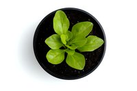 Fresh green basil plant growing in round black pot viewed from above on white background, isolated. For gardening and culinary design projects.