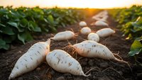 Fresh white daikon radishes harvested from organic farm field at golden hour sunset with green leafy tops and rich soil for healthy eating and agriculture.