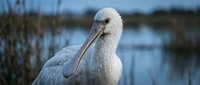 White spoonbill bird with distinctive flat bill standing near wetland water. Wildlife photography showcasing elegant wading bird in natural habitat.