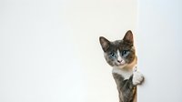 Adorable tabby kitten with blue eyes peeking from behind white wall, curious expression, gray and white fur pattern, playful pose for pet care designs.