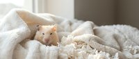 Adorable golden hamster peeking out from cozy white knitted blanket in soft natural light, perfect for pet care and comfort themes.