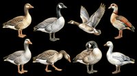 Eight detailed illustrated geese in various poses and species, isolated on transparent background. Great for clipart, stickers, t-shirt design, print on demand, and sublimation projects.