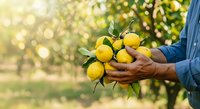 Farmer holding freshly harvested lemons in orchard during golden hour, showcasing organic citrus farming and agricultural harvest for food production and agriculture industry.