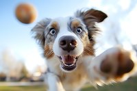 Playful Australian Shepherd dog with bright blue eyes catching treats in mid-air, showing happy expression and energetic movement against blurred outdoor background.