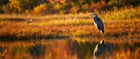 Great blue heron standing in golden autumn wetland with warm sunlight and perfect water reflection creating serene wildlife scene for nature photography.