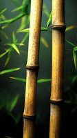 Golden bamboo stalks with fresh green leaves against dark background, creating zen atmosphere for wellness and spa designs.