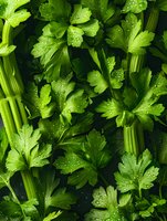 Fresh celery stalks and leaves with morning dew drops creating natural pattern. Vibrant green organic produce for healthy eating and cooking backgrounds.