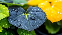 Fresh water droplets on dark blue nasturtium leaf with yellow flower in background, macro nature photography showing morning dew and garden flora details.