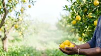 Farmer holding fresh yellow lemons in hand at orchard during harvest season, agricultural produce and citrus farming concept for food and agriculture industry.