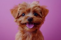 Adorable brown Yorkshire Terrier puppy with bright blue eyes and pink tongue sticking out, posing against vibrant pink background, expressing happiness and playful mood.