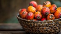 Fresh palm oil fruits in woven basket against dark background, selective focus on ripe orange and red kernels. Natural food ingredients for cooking.