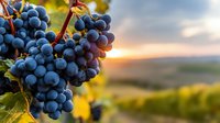 Ripe purple grapes on vine at sunset in vineyard, golden light illuminating lush countryside landscape with rolling hills in background.