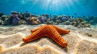 Orange starfish on sandy ocean floor with vibrant coral reef and sunbeams streaming through clear blue water creating peaceful underwater marine scene.