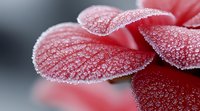 Delicate frost-covered red flower petals with water droplets creating a crystalline effect against blurred background, perfect for winter nature themes.