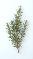 Fresh rosemary herb sprig with delicate purple flowers isolated on white background, ready for culinary, botanical, and design applications.