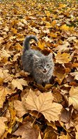 Gray tabby kitten walking through fallen autumn leaves in golden and brown tones, exploring outdoors during fall season for seasonal and pet-related projects.
