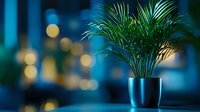 Elegant palm plant in modern black pot against blurred blue background with bokeh lights creating cozy evening atmosphere. Suitable for interior design projects.