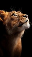 Majestic lioness portrait looking upward against black background showcasing golden fur texture and whiskers for wildlife photography projects.