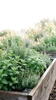 Raised garden bed filled with fresh herbs including rosemary, thyme, and mint growing in sunlight, with blurred garden landscape background, suitable for gardening, agriculture, and organic farming content.
