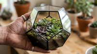 Succulent plants in geometric glass terrarium held in hand, indoor gardening and plant care concept for home decoration and botanical design projects.