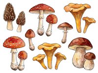 Isolated mushroom varieties including morels, chanterelles, and fly agaric species with detailed stems and caps on transparent background, suitable for culinary, botanical, educational, and design applications.