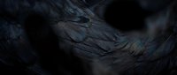 Dark iridescent feathers with metallic sheen creating abstract textured background for luxury design projects and creative compositions.