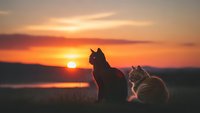 Two cats sitting together watching golden sunset over lake with warm orange sky creating peaceful silhouette scene for relaxation and companionship themes.