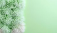 Soft fluffy dandelion seeds in light green color on pastel mint background, macro photography with selective focus creating dreamy natural texture.