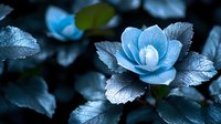 Ethereal blue camellia flower with silver-frosted petals and leaves glowing against dark background, creating mysterious moonlit garden atmosphere.
