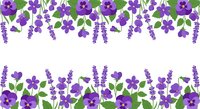 Purple floral border with lavender and pansy flowers on white background. Decorative frame design for invitations, cards and spring projects.