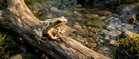 Small brown frog sitting on weathered log near clear stream with pebbles in natural forest habitat during golden hour lighting for wildlife photography.