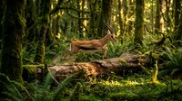 Wild deer leaping over fallen log in lush green forest with moss-covered trees and dappled sunlight filtering through canopy creating peaceful woodland scene.