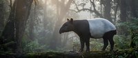 Malayan tapir standing in misty tropical rainforest with dramatic sunlight filtering through trees creating atmospheric wildlife scene for nature conservation content.