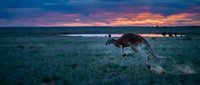 Red kangaroo hopping across grassland at sunset with dramatic purple and orange sky. Wildlife photography capturing Australian marsupial in natural habitat.