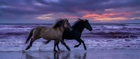 Two wild horses galloping through ocean waves at sunset with dramatic purple and orange sky creating romantic equestrian scene for wall art and home decor.