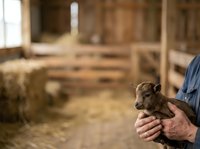 Farmer holding young goat in barn with hay and wooden structures in background, suitable for agriculture, livestock farming, and rural business content.